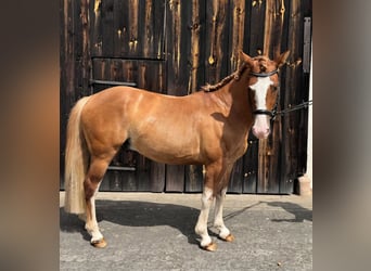 Criollo, Hongre, 3 Ans, 143 cm, Alezan