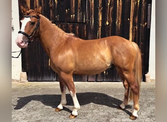 Criollo, Hongre, 3 Ans, 143 cm, Alezan