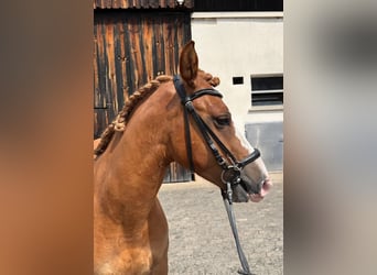 Criollo, Hongre, 3 Ans, 143 cm, Alezan