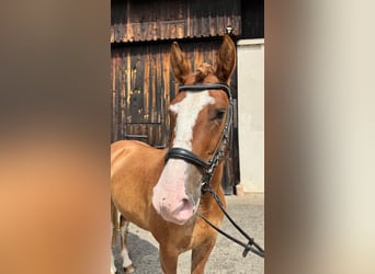 Criollo, Hongre, 3 Ans, 143 cm, Alezan