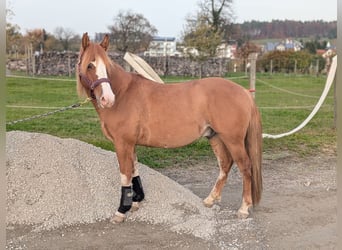 Criollo Croisé, Hongre, 3 Ans, 144 cm, Alezan dun