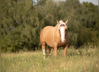 Criollo, Hongre, 5 Ans, 142 cm, Cremello