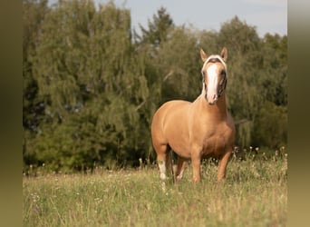 Criollo, Hongre, 5 Ans, 142 cm, Cremello