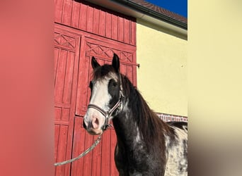 Criollo, Hongre, 7 Ans, 147 cm