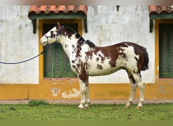 Criollo, Hongre, 8 Ans, 148 cm, Overo-toutes couleurs