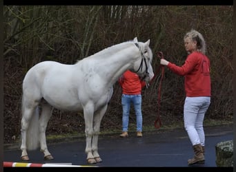 Criollo, Hongre, 9 Ans, 147 cm, Overo-toutes couleurs