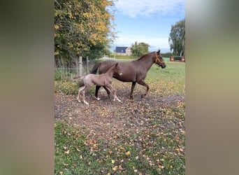 Criollo, Jument, 10 Ans, 141 cm, Rabicano