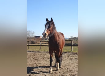 Criollo, Jument, 10 Ans, 142 cm, Bai