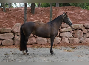 Criollo, Jument, 11 Ans, 148 cm, Buckskin