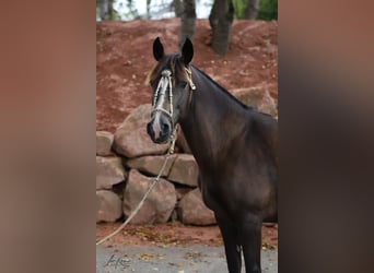 Criollo, Jument, 11 Ans, 148 cm, Buckskin