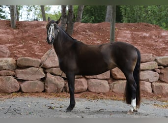 Criollo, Jument, 11 Ans, 148 cm, Buckskin