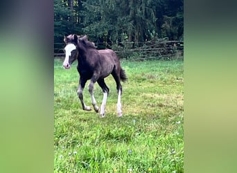 Criollo, Jument, 16 Ans, 148 cm, Noir