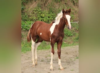 Criollo Croisé, Jument, 1 Année, 150 cm, Pinto