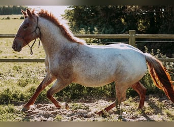 Criollo, Jument, 2 Ans, 146 cm, Rouan Rouge