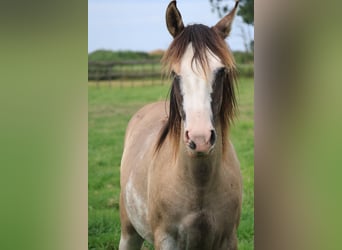 Criollo, Jument, 2 Ans, Grullo