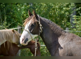 Criollo, Jument, 3 Ans, 146 cm, Overo-toutes couleurs