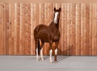 Criollo, Jument, 3 Ans, 147 cm, Alezan