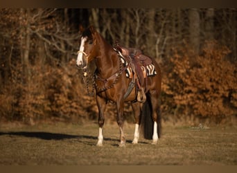 Criollo, Jument, 4 Ans, 148 cm