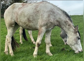 Criollo, Jument, 4 Ans, 148 cm, Overo-toutes couleurs