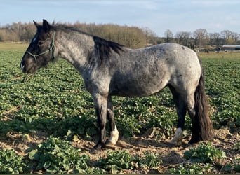Criollo, Jument, 5 Ans, 137 cm, Rouan Bleu