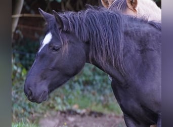 Criollo, Jument, 5 Ans, Noir