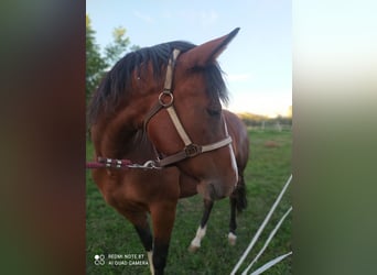 Criollo, Jument, 6 Ans, 147 cm, Bai