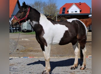 Criollo, Jument, 6 Ans, 151 cm, Overo-toutes couleurs