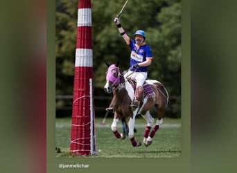 Criollo, Jument, 6 Ans, 151 cm, Overo-toutes couleurs