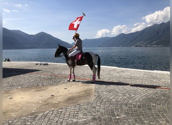 Criollo, Jument, 6 Ans, 151 cm, Overo-toutes couleurs