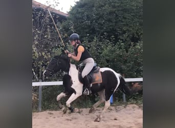 Criollo, Jument, 6 Ans, 151 cm, Overo-toutes couleurs