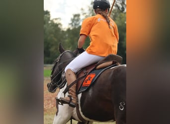 Criollo, Jument, 6 Ans, 151 cm, Overo-toutes couleurs