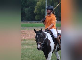 Criollo, Jument, 6 Ans, 151 cm, Overo-toutes couleurs
