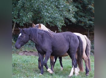 Criollo, Jument, 6 Ans, Noir