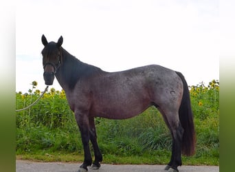 Criollo, Jument, 8 Ans, 143 cm