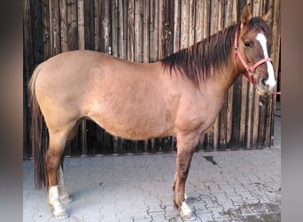 Criollo, Jument, 8 Ans, 146 cm, Gris (bai-dun)