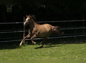 Criollo, Jument, 8 Ans, 146 cm, Gris (bai-dun)