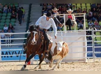 Criollo, Jument, Poulain (06/2026), Isabelle