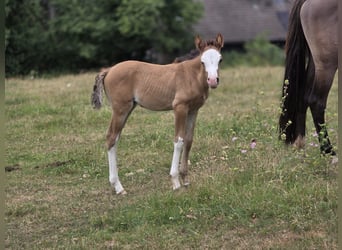 Criollo, Jument, Poulain (06/2026), Isabelle