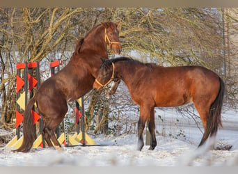 Criollo, Klacz, 10 lat, 141 cm, Rabicano