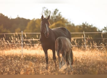Criollo, Klacz, 11 lat, 148 cm, Jelenia