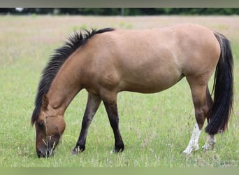 Criollo, Klacz, 3 lat, 145 cm, Bułana