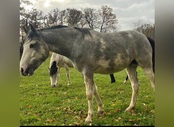 Criollo, Klacz, 3 lat, 148 cm, Overo wszelkich maści