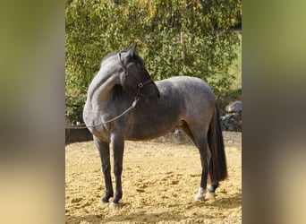 Criollo, Klacz, 4 lat, 142 cm, Karodereszowata