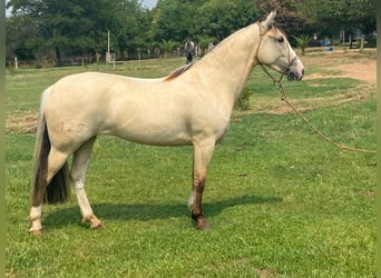 Criollo, Klacz, 5 lat, 139 cm, Jelenia
