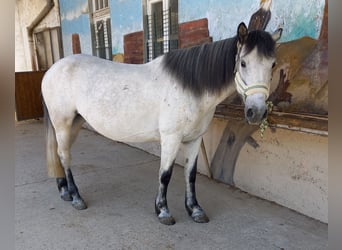 Criollo Mix, Klacz, 9 lat, 147 cm, Siwa