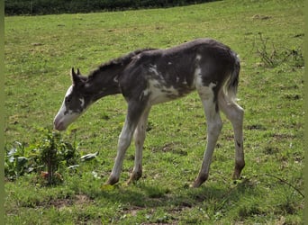 Criollo, Klacz, Źrebak (05/2025), 150 cm, Overo wszelkich maści