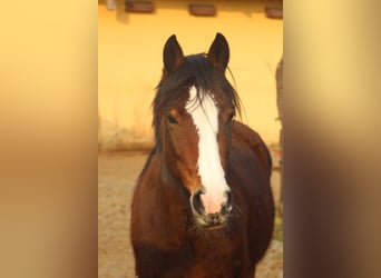 Criollo, Mare, 10 years, 13,3 hh, Brown