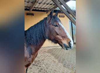 Criollo, Mare, 10 years, 13,3 hh, Brown