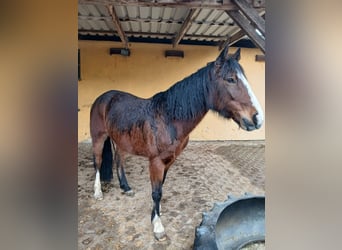 Criollo, Mare, 10 years, 13,3 hh, Brown