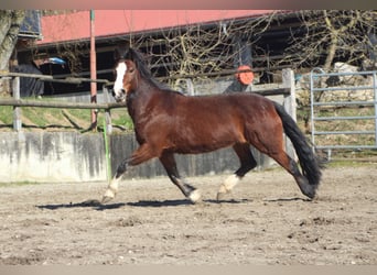 Criollo, Mare, 10 years, 13,3 hh, Brown